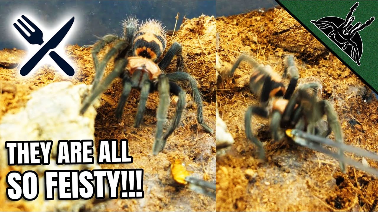 FEEDING ALL Dwarf Tarantulas!