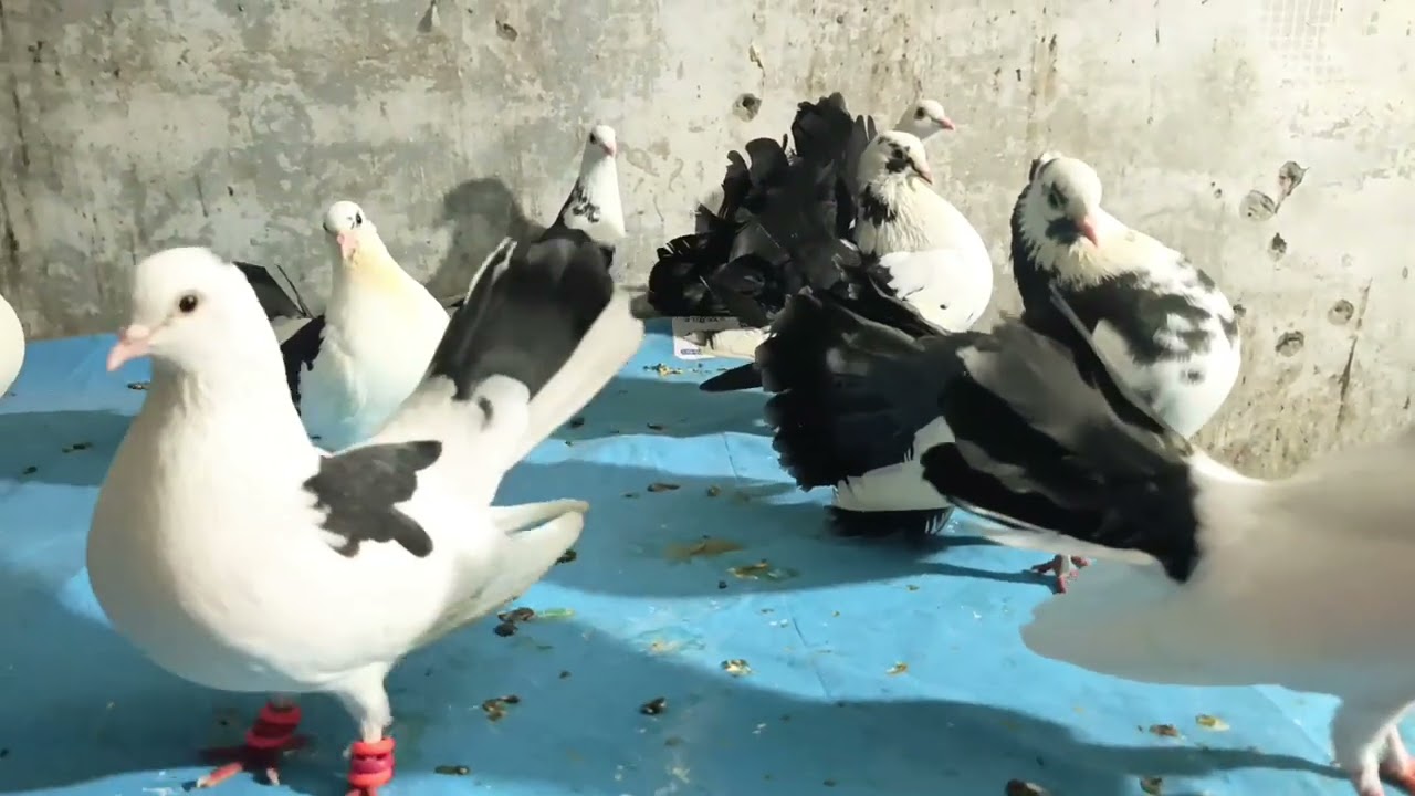 Amazing laka pigeons family 🤩 fancy sherazi Kabooter 🕊️ beautiful birds foryou 