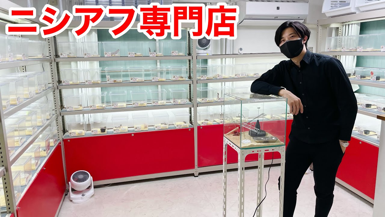 間違いなく日本一のニシアフリカトカゲモドキ専門店が凄すぎた