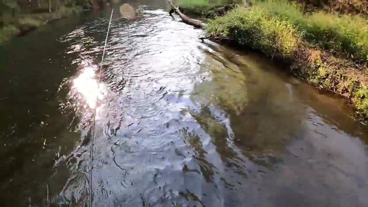 Fly Fishing for Wild Brown Trout in Maryland October 5, 2025