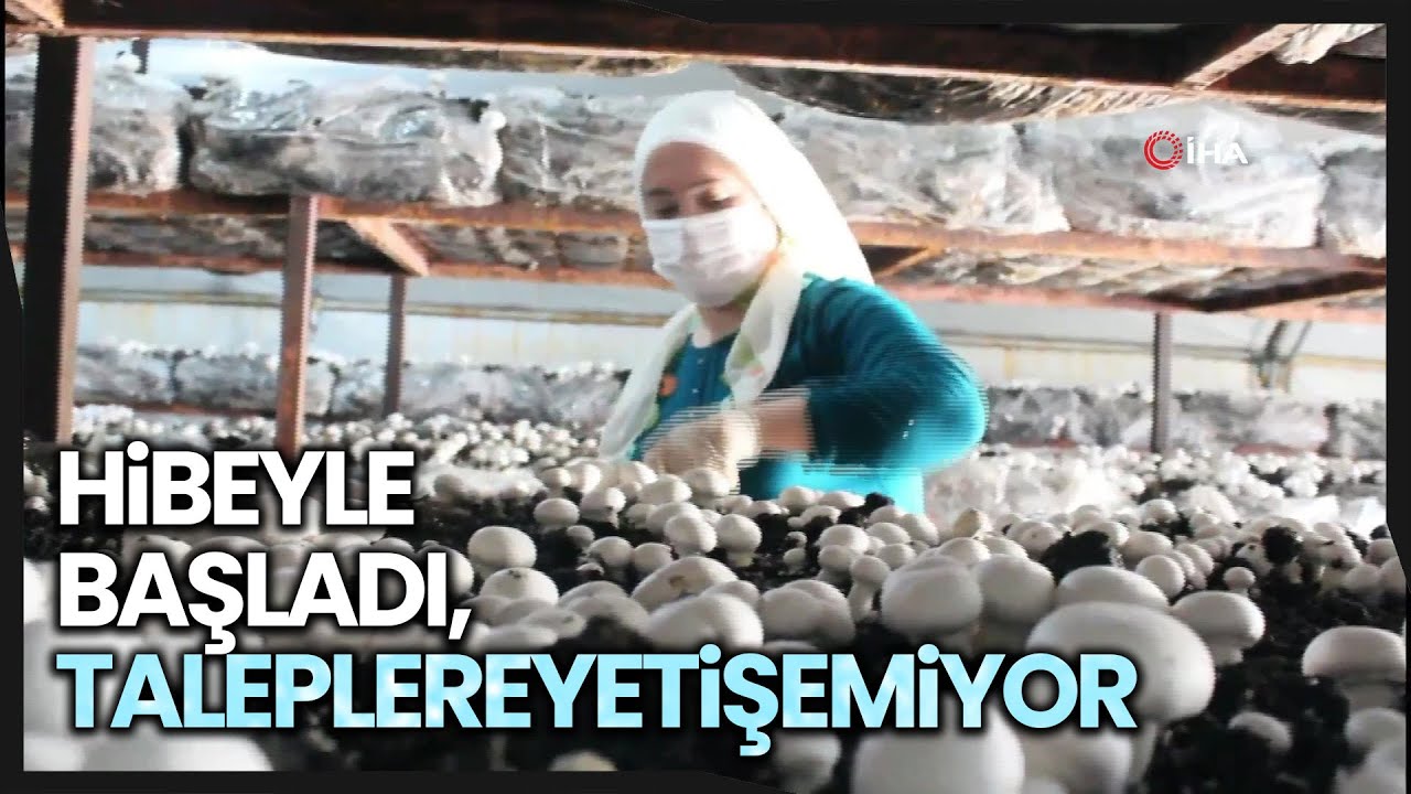 Hibe ile Kültür Mantarı Üretimine Başladı, Siparişlere Yetişemiyor
