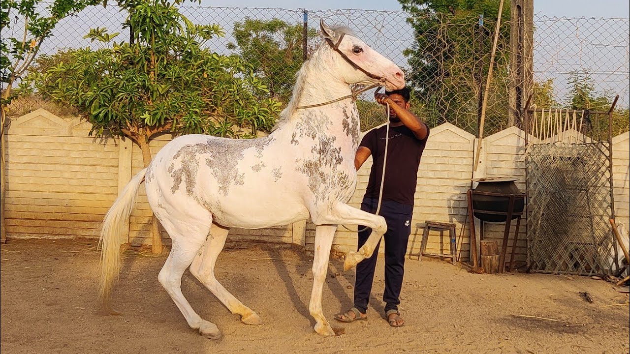 Rupal stud farm for sell सिमरन नुकरी फुलकारी घोड़ी price 180000 mo9724588670mo8849146447m.9429015173