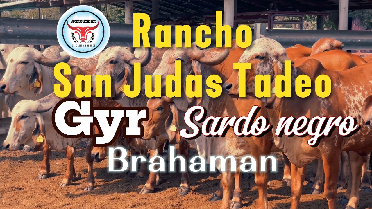 Rancho San Judas Tadeo Pijijiapan Chiapas