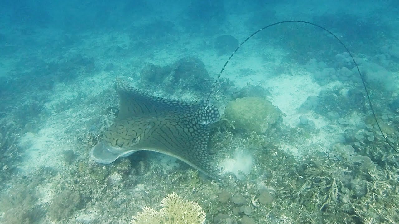 Rare footage of the endangered Ornate eagle ray (captured in Raja Ampat)