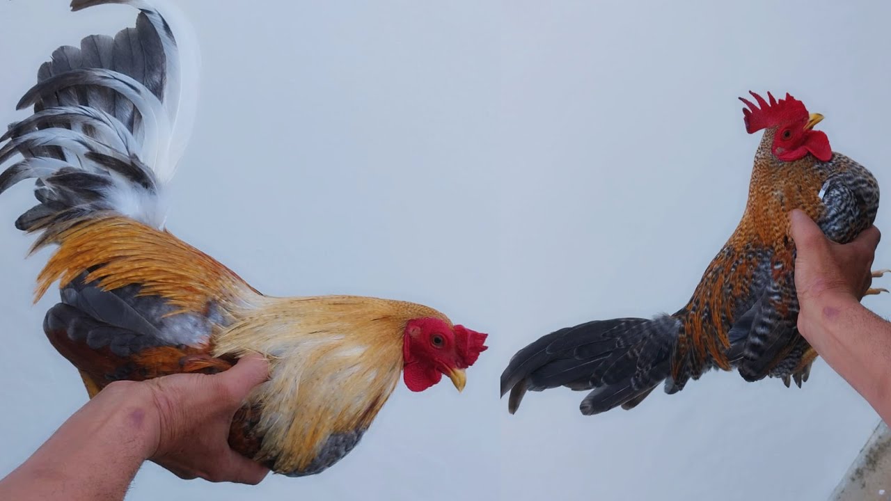 Así de hermoso lucen los gallos del compa - especial de gallos 