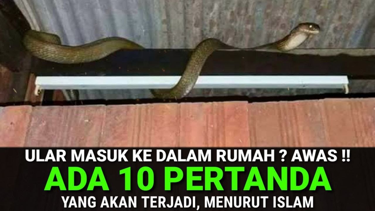 HATI - HATI UMAT ISLAM !! 10 Pertanda Dari Allah Jika Ular Masuk Rumah Menurut Islam