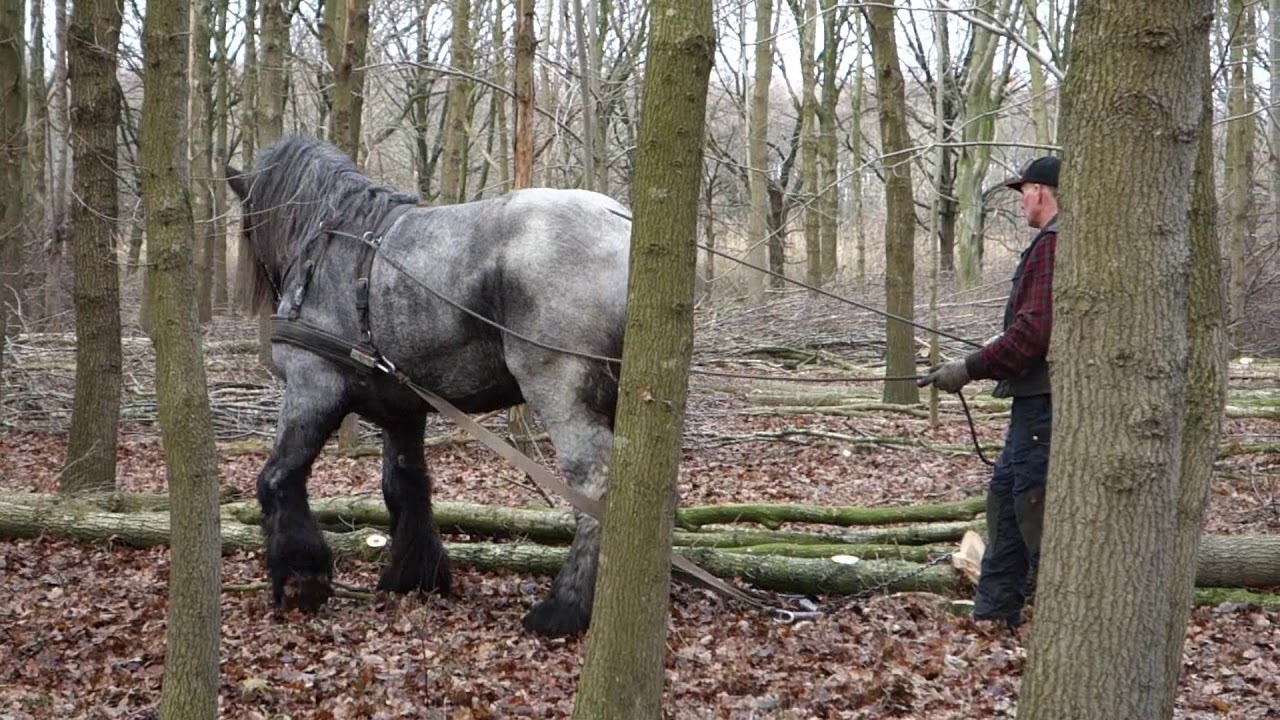 1PK Bosbouw   Slepen met paard