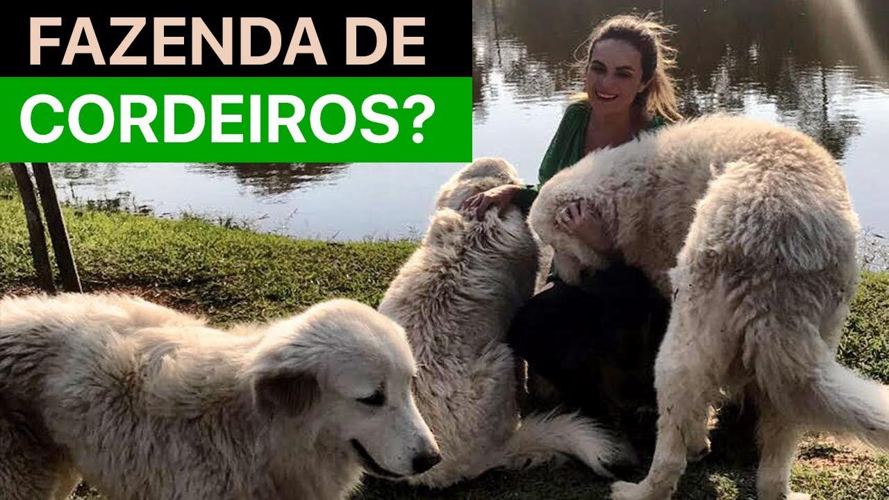 Como &eacute; uma fazenda de cordeiros? 😱🐑  ft Guto Quir&oacute;s