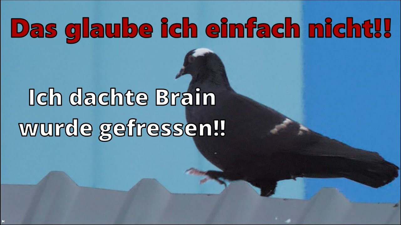 BRAINS RÜCKKEHR – 3 Tage unter Greifvögeln verschollen: Wie hat sie das überlebt?“