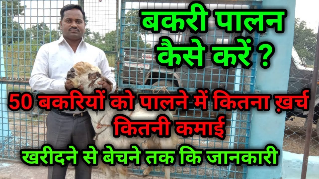 बकरी पालन कैसे करें? | 50 बकरियों को पालने में कितना ख़र्च और कितना मुनाफा | बकरी पालन |