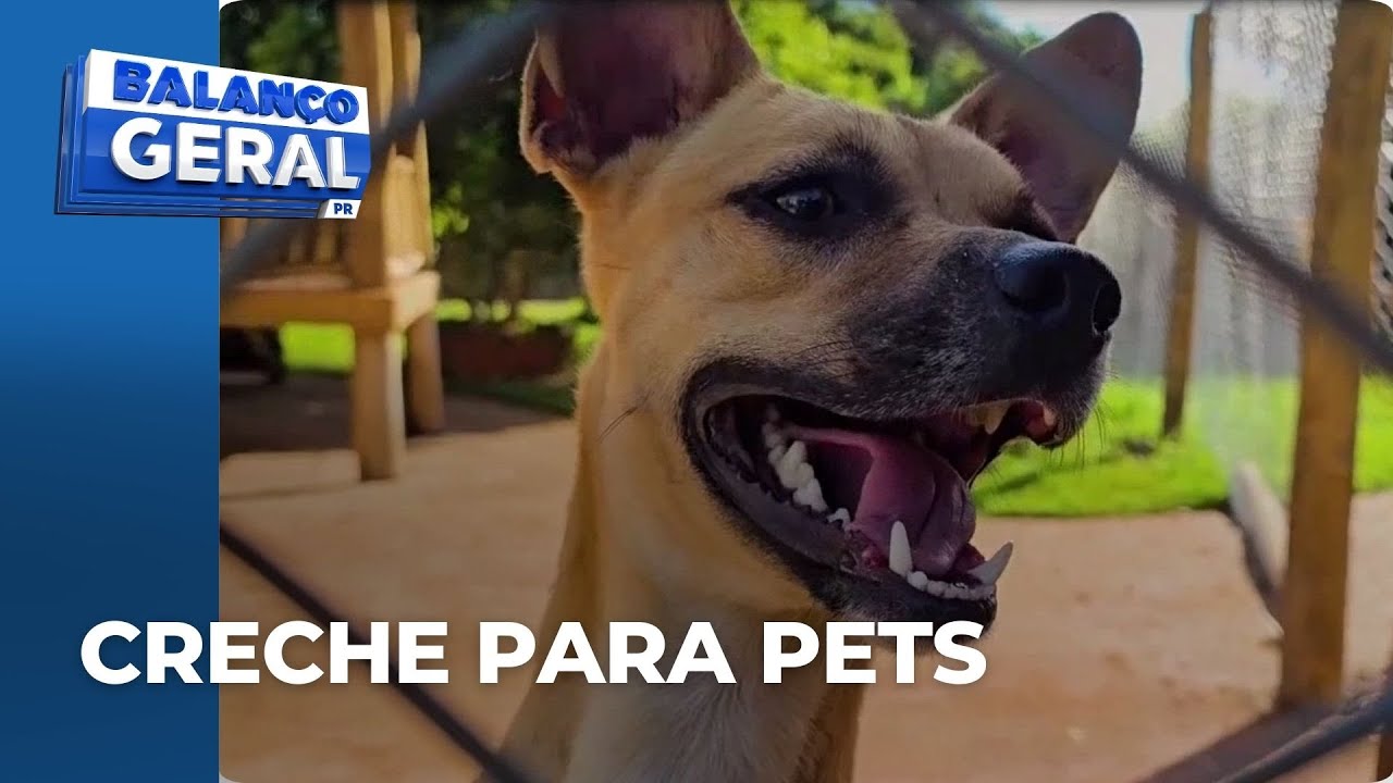 Hospedagem para animais ganha espaço na região de Maringá; nas férias, fica lotado de animais