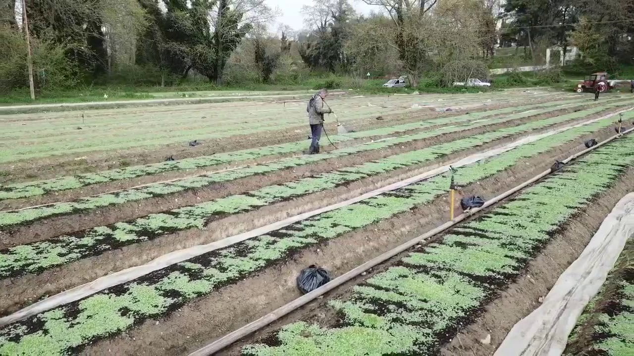 Καπνό φυτώρια Κατερίνης