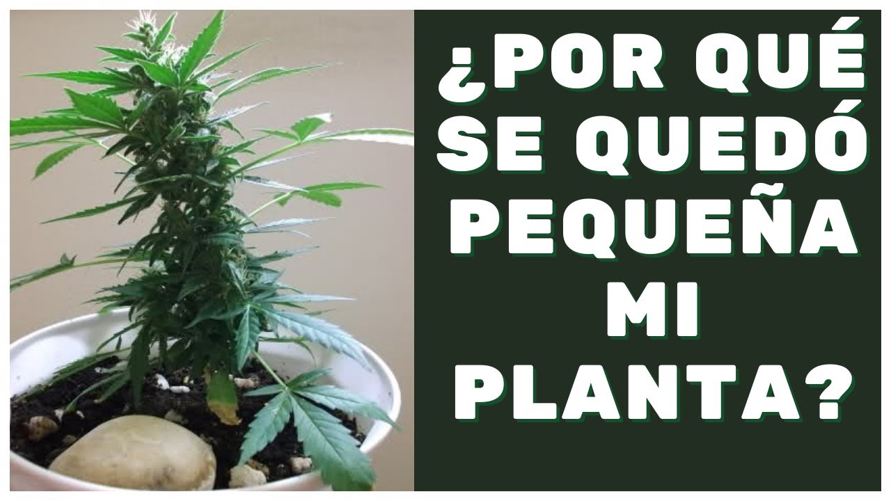 Razones por las que tu planta de marihuana se queda peque&ntilde;a.