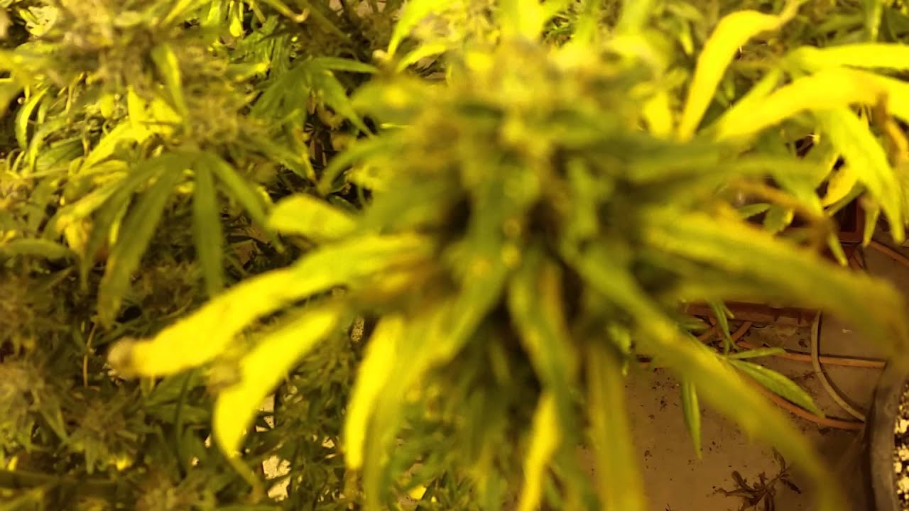 Mr nice genetics