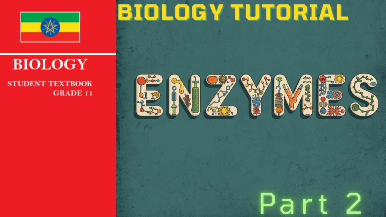 Enzymes: Substrate Models Explained | Grade 11 Biology