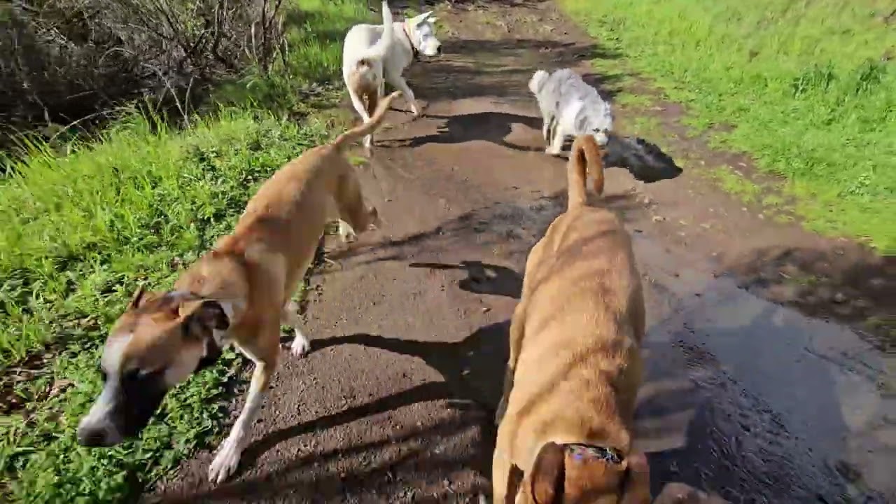 Archie, Cyndi, Ezra and Finny on Wednesday, February 18, 2026