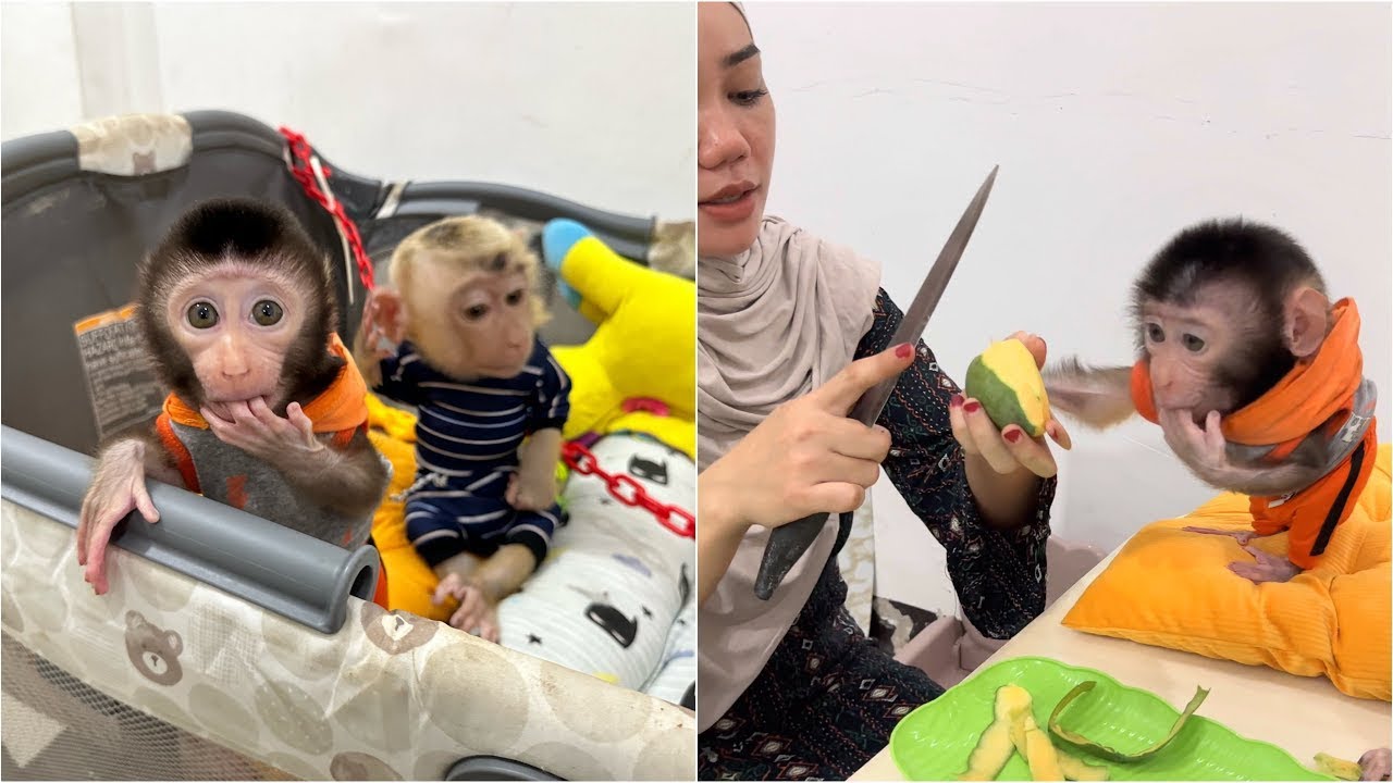 Newborn Baby Monkey Dino sulks because his mango quota will be taken by Monkey Alpha