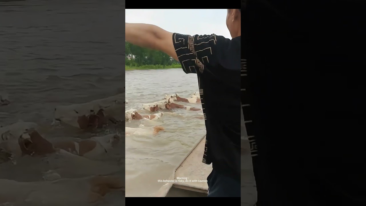 Hundreds Of Cattles Crossing The River With Water Level Rising !