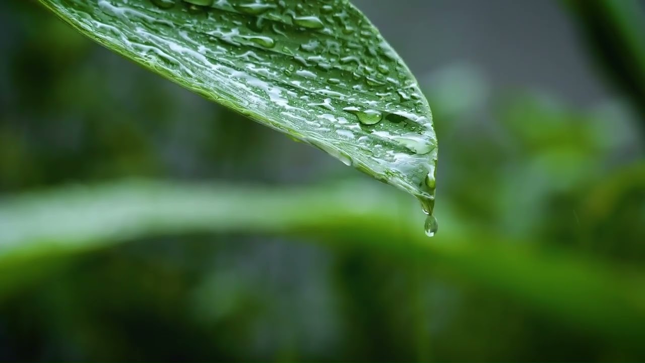 Relaxing Rain Sound | Stress free and Sleep | Unwind and Let go
