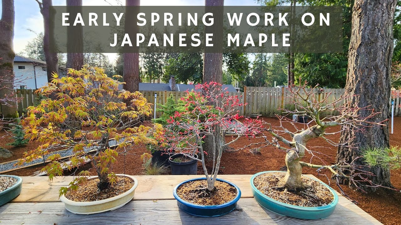 Early Spring Work on Japanese Maple Bonsai and Seedlings