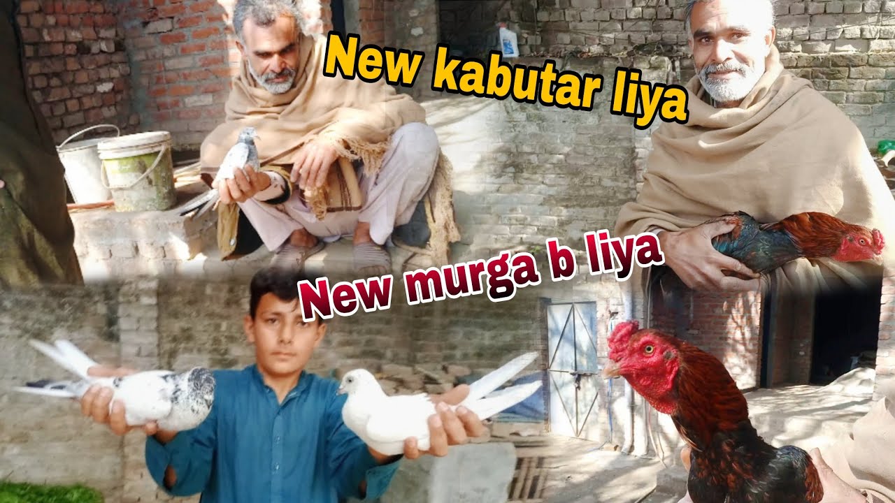 New kabutar liya .or . New murga b liya  .or.  very Dangerous Murga || Haider Punjabi Shok vlog 