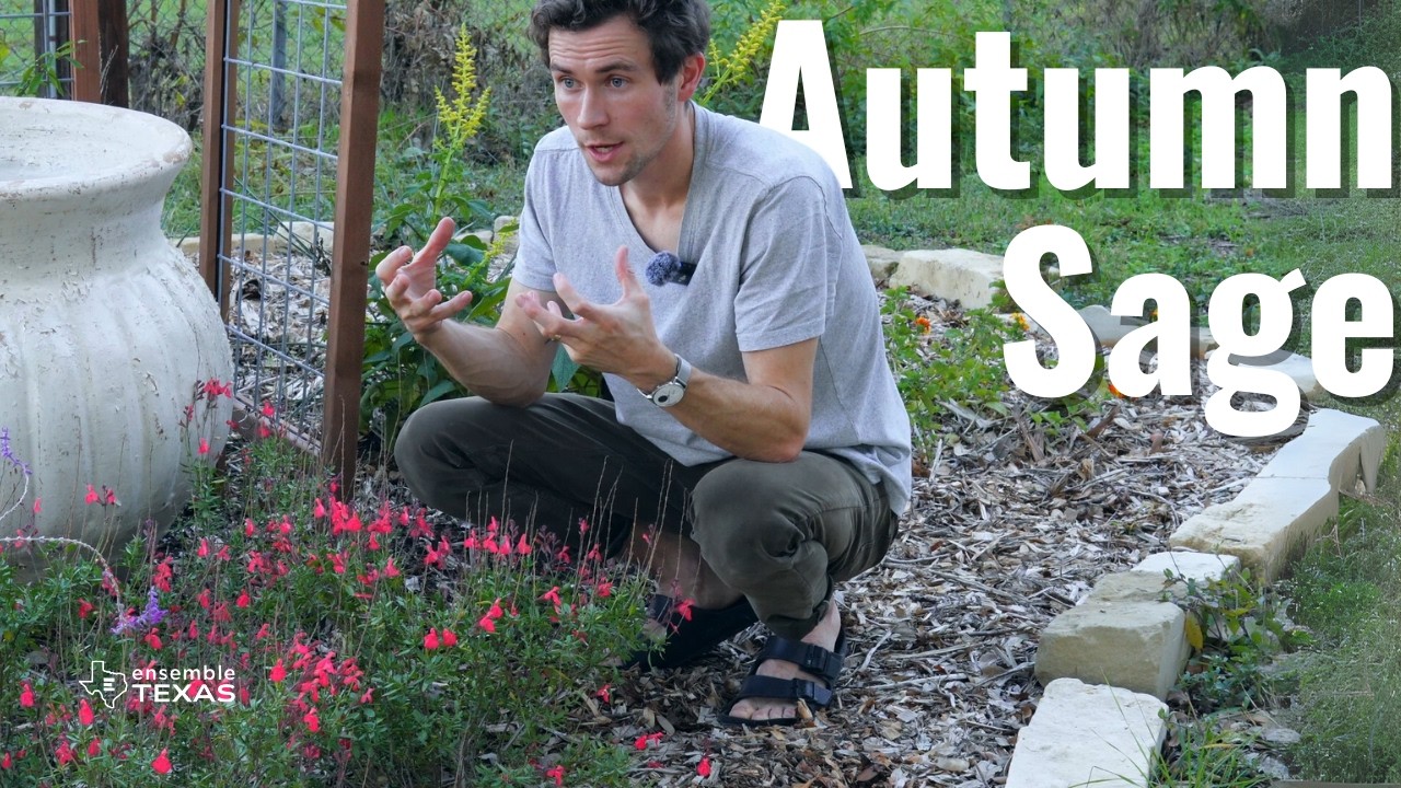 Grow Autumn Sage: The Texas Native That Blooms All Year