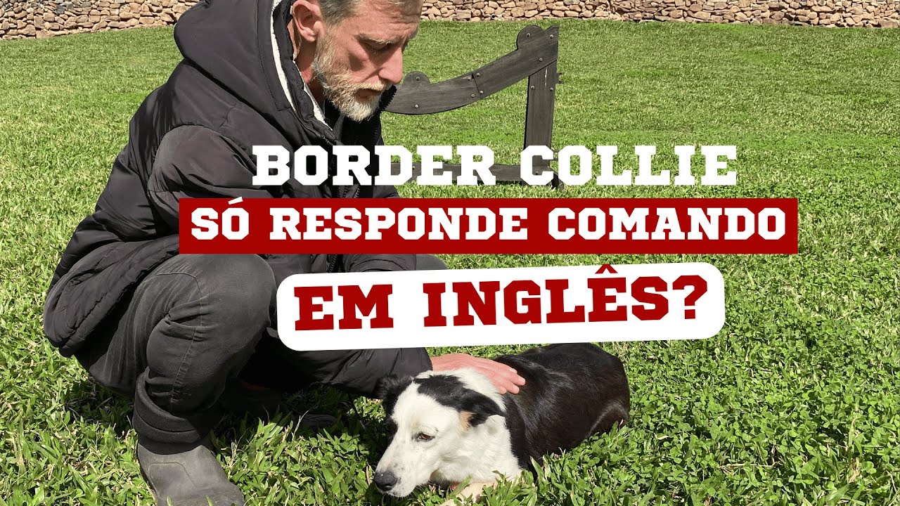 BORDER COLLIE SÓ RESPONDE COMANDOS EM INGLÊS? | EPISÓDIO 5 | DIÁRIO DO PASTOR 2ª TEMPORADA