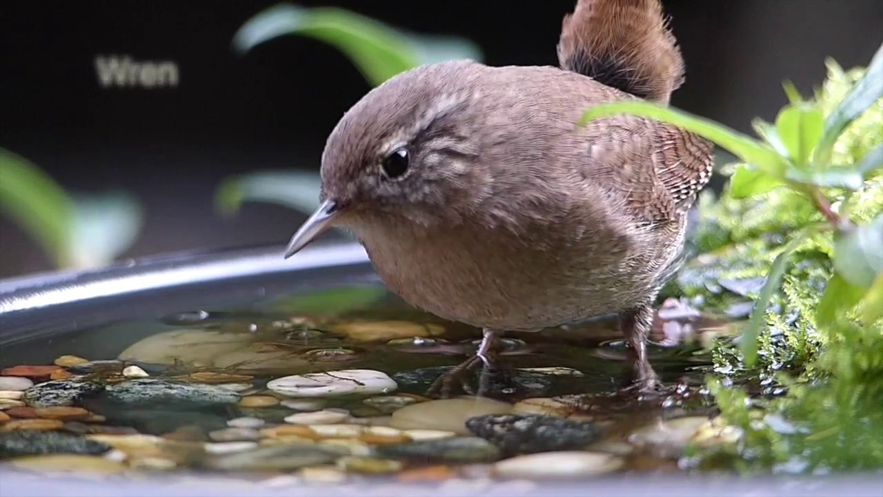 Wildlife in a Garden