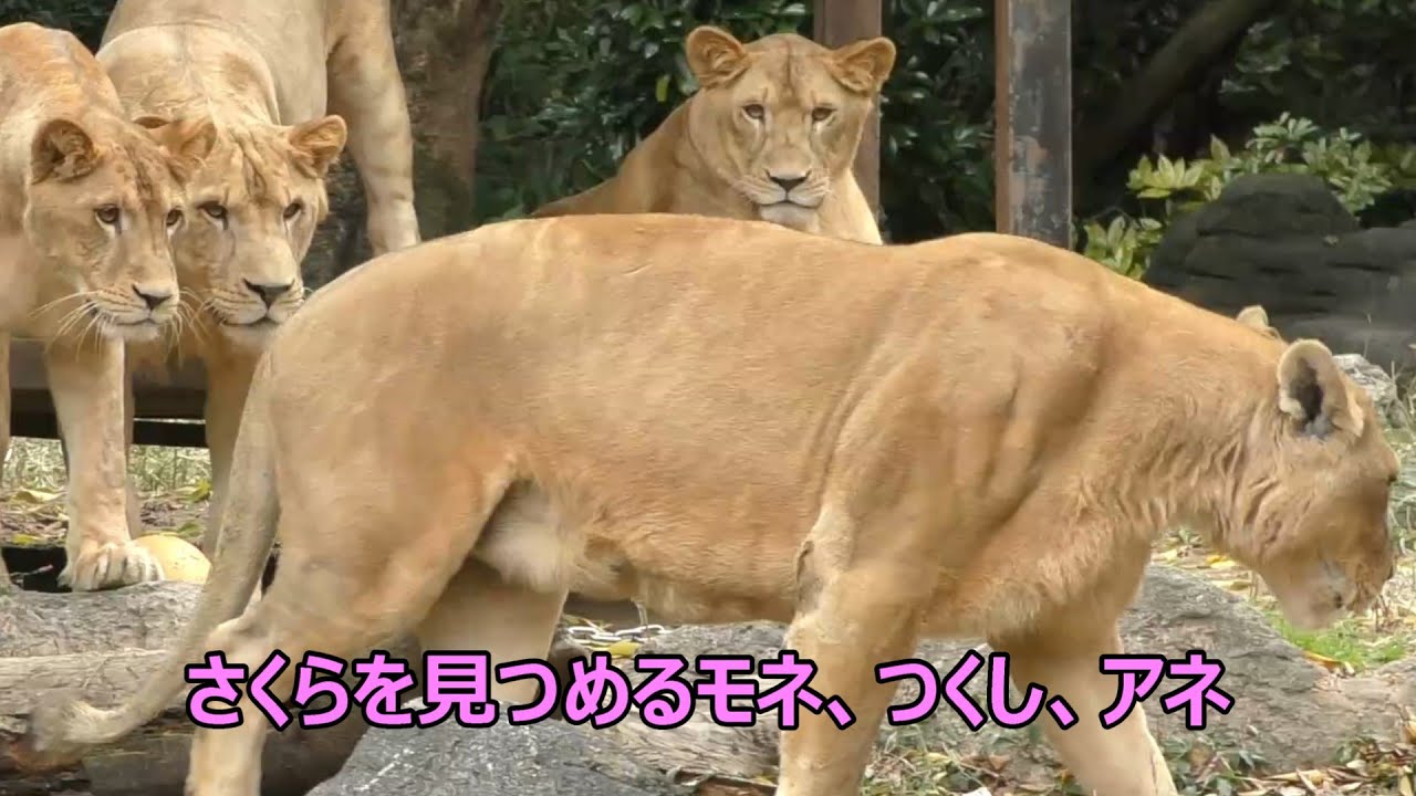 叔母ライオンのさくらが気になる三つ子たち（つくし、アネ、モネ）とべ動物園にて