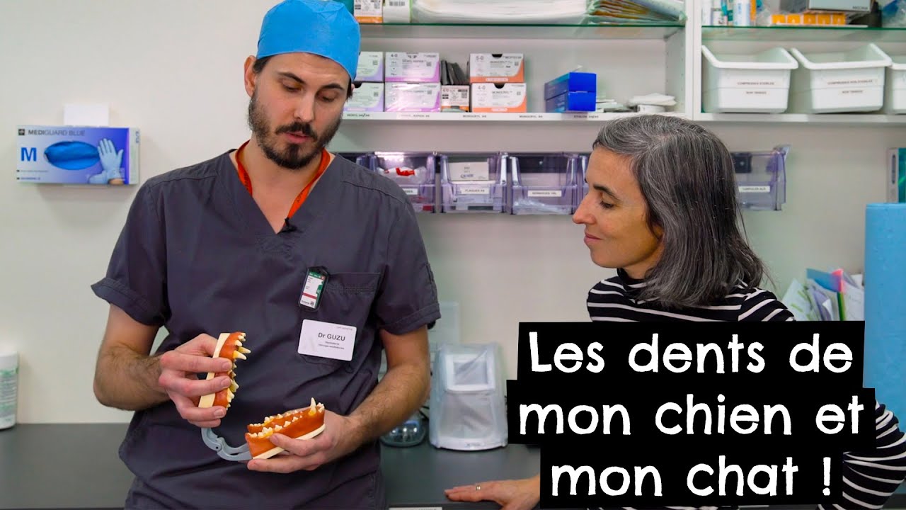 Les dents de mon chien et mon chat ! #dent #croc #dentisterie #stomatologie 🐶 🐱