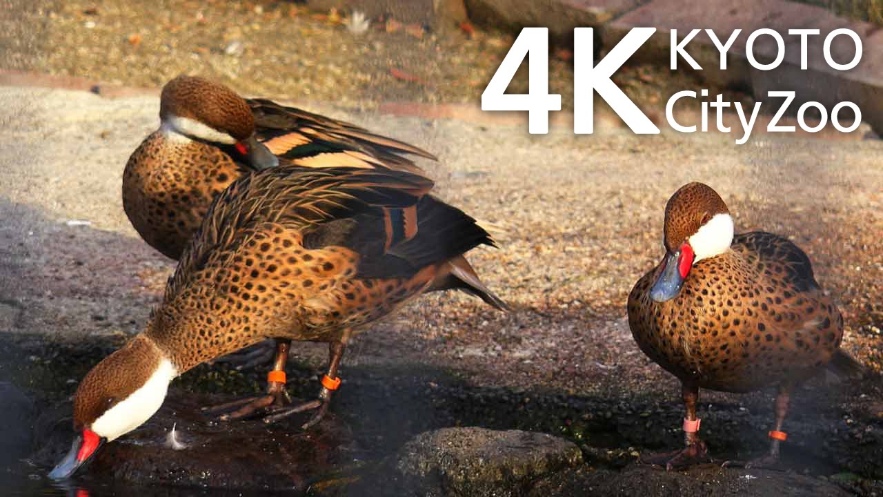 Birds 毛繕いする鳥 京都市動物園 動画 4K Kyoto Japan FDR-AX100