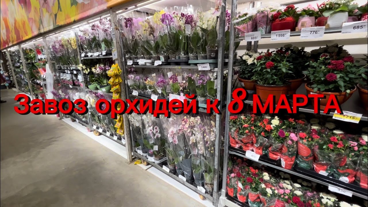 Грандиозный привоз ОРХИДЕЙ в Лемана ПРО ✅ #орхидеи