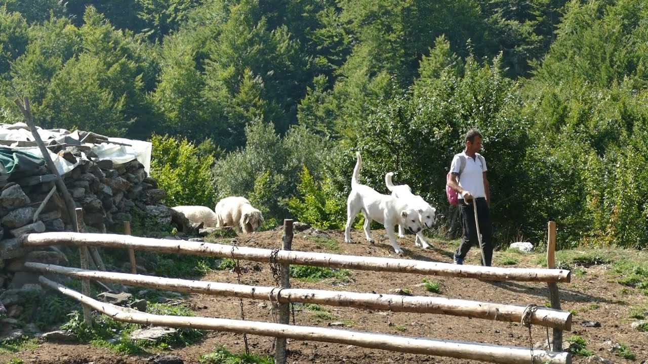 BJESHKÊT E VUTHAJVE - 