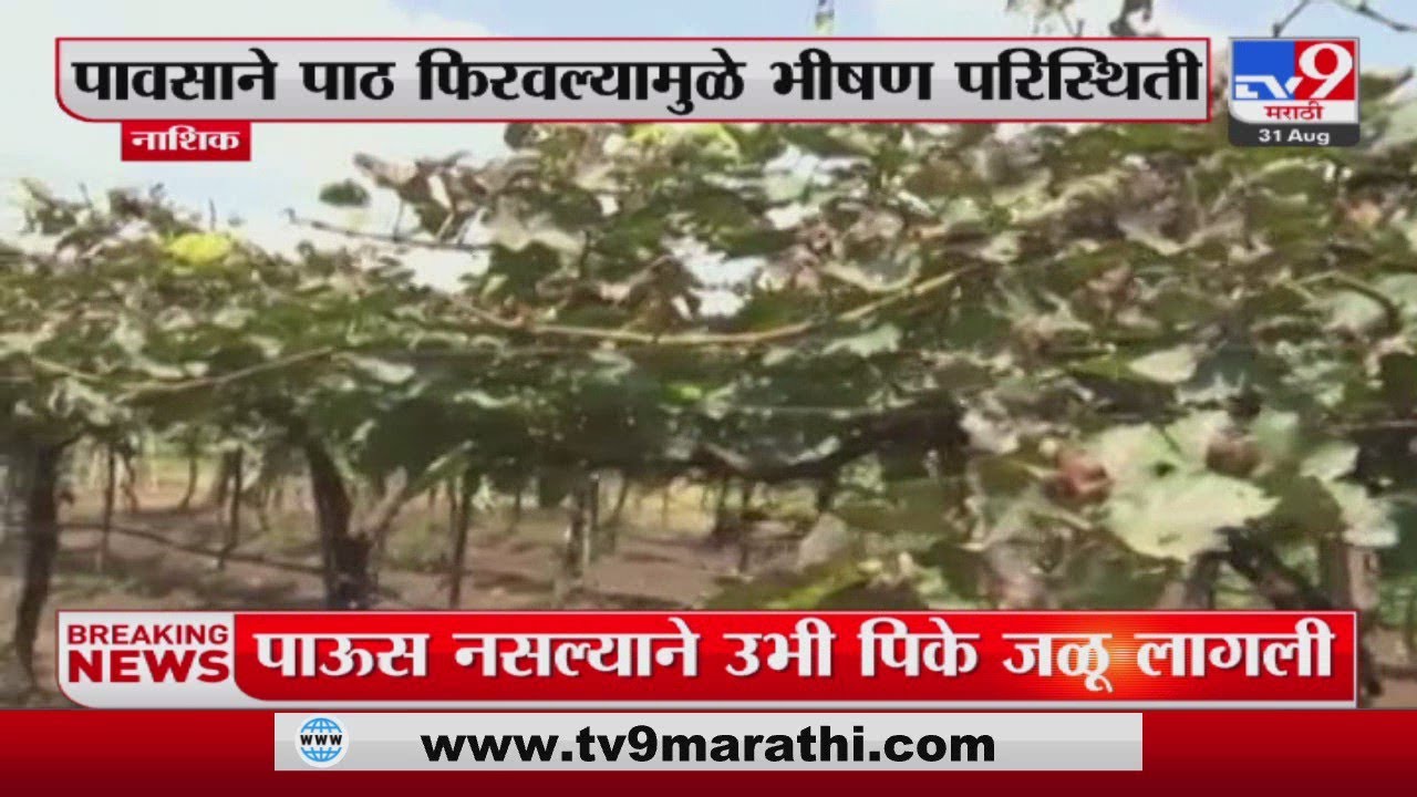Nashik Breaking | नाशकातील द्राक्ष बागा जळून खाक - tv9 Marathi