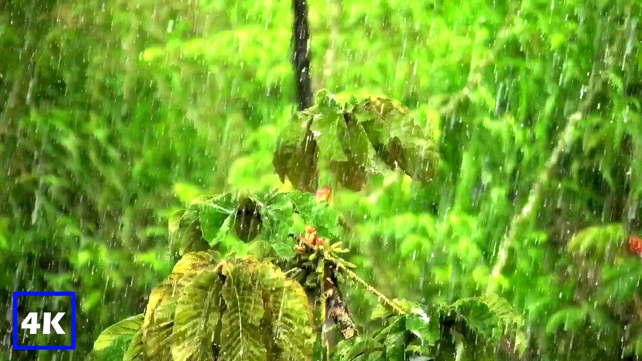 The Soothing Sounds of Rain in the Enchanted Forest | The Rainy Ambience
