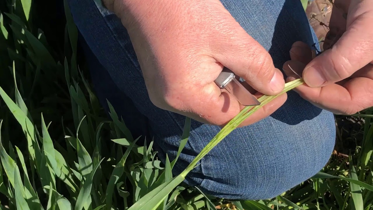 How to Scout Your Wheat Field for Frost Injury