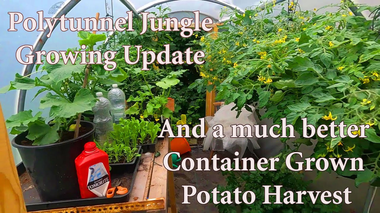 Allotment Diary : Polytunnel Growing Update & Bigger Potato Harvest Reveal