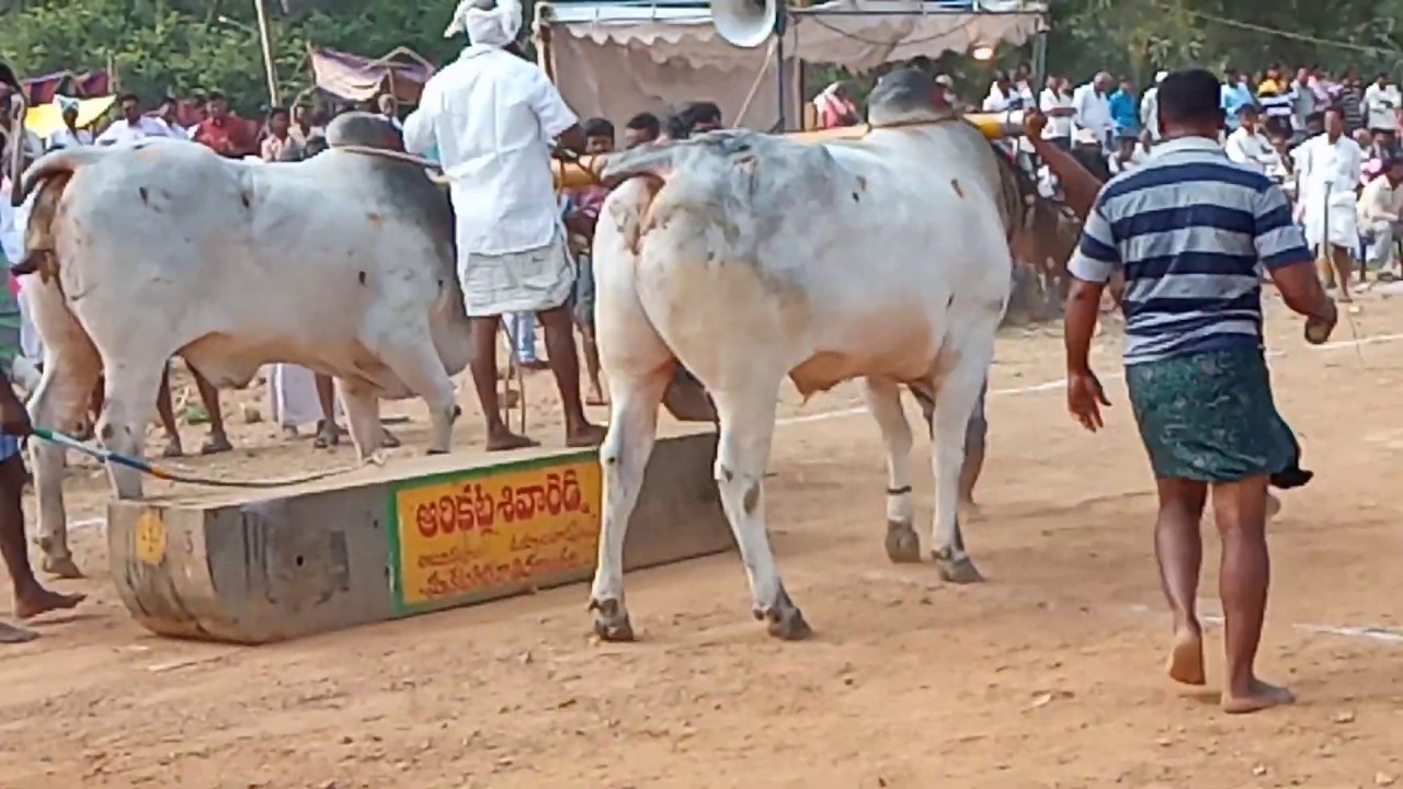 UYYALWADA DMK BULLS IN NAYANALAPPA EDDULA PANDALU YEDDULA PANDALU #MSMK