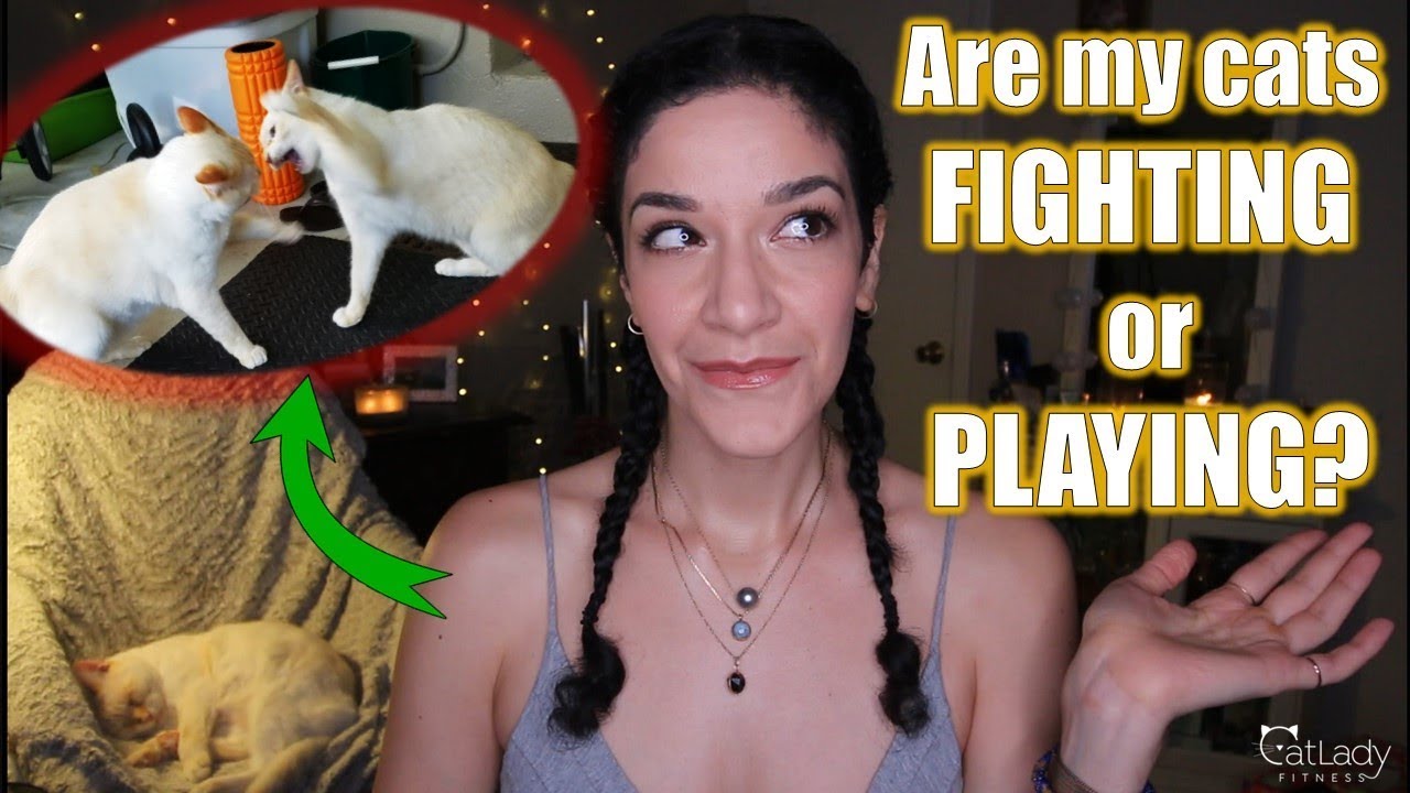 Are my cats PLAYING or FIGHTING? (How to tell the difference, prevent conflict & break up a fight)