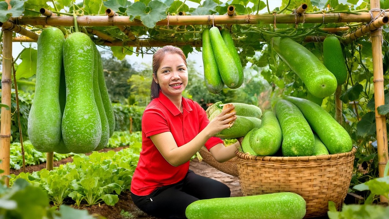 Harvesting Winter Squash Garden With Daughter Goes To Market Sell, Picking rare red bananas