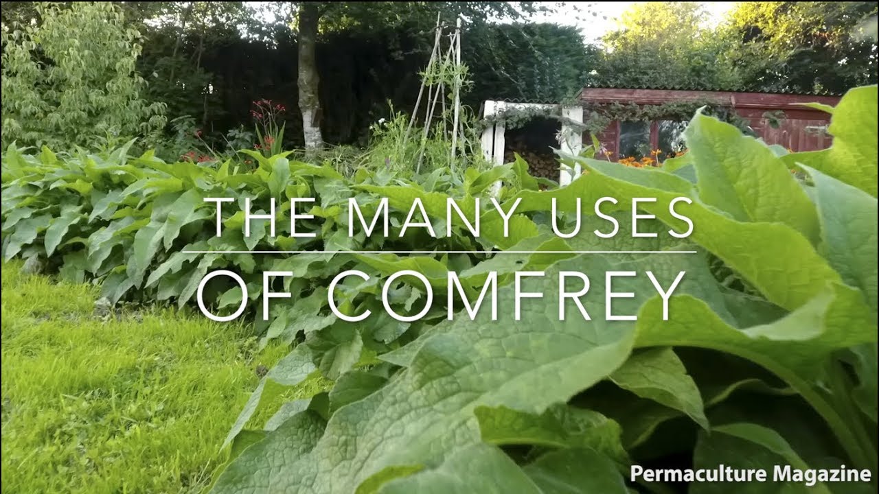 The Many Uses of Comfrey