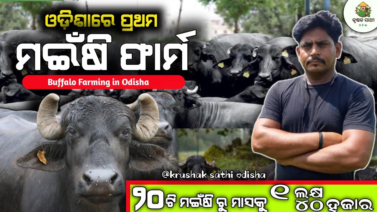 How To Start Buffalo Farming In Odisha || ଓଡ଼ିଶାରେ ପ୍ରଥମ ମଇଁଷି ଫାର୍ମ | Buffalo Farm Profit In Odisha
