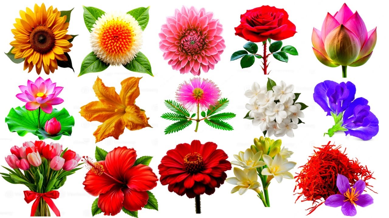 ফুলের নাম | flowers name |বিভিন্ন ফুলের নাম বাংলা ও ইংরেজিতে | flower name for kids |  kids class