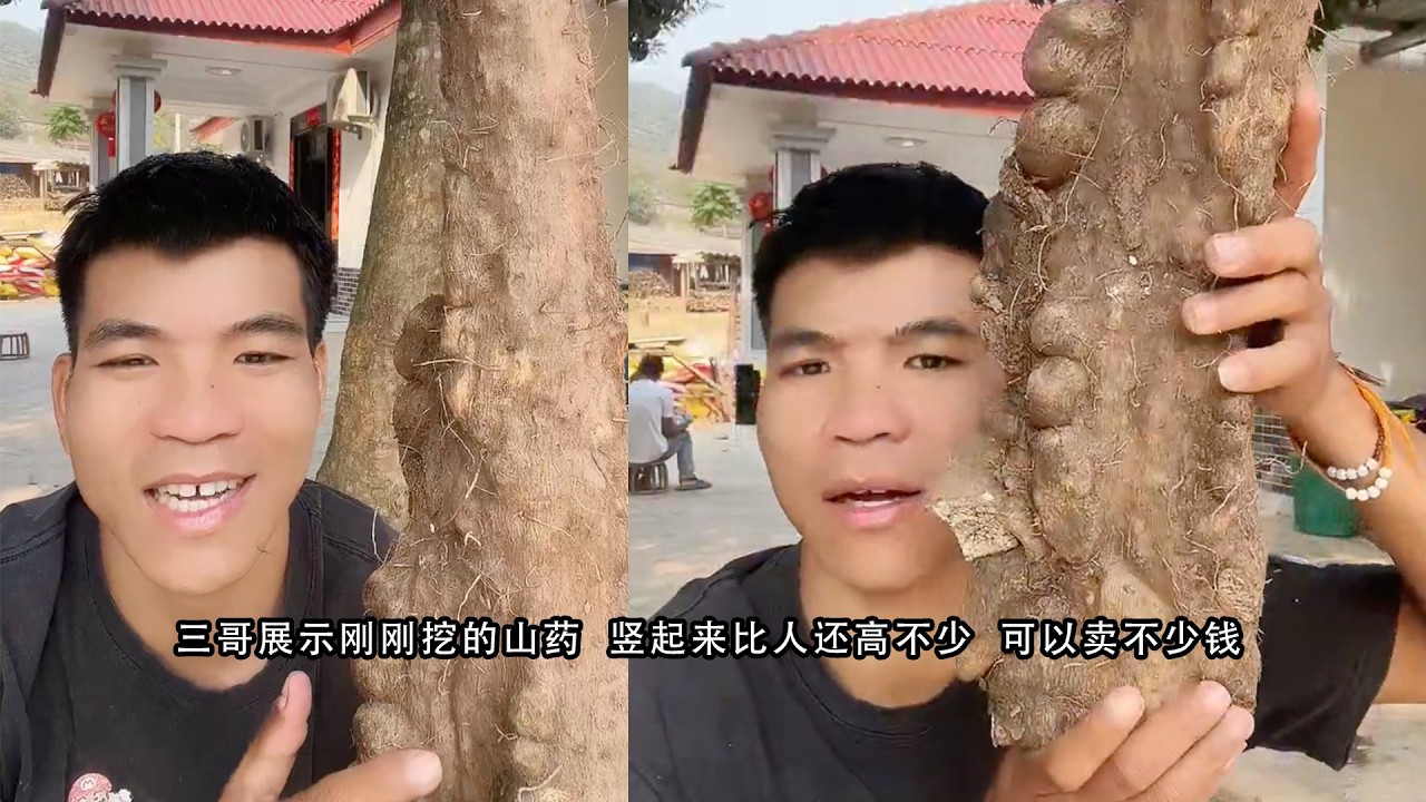 三哥展示刚刚挖的山药  竖起来比人还高不少  可以卖不少钱
