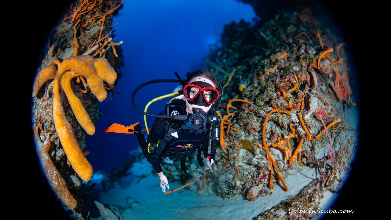 135 Divers, Epic Cozumel Reefs & Cenote Dives | Dolphin Pod Takes Over Mexico!