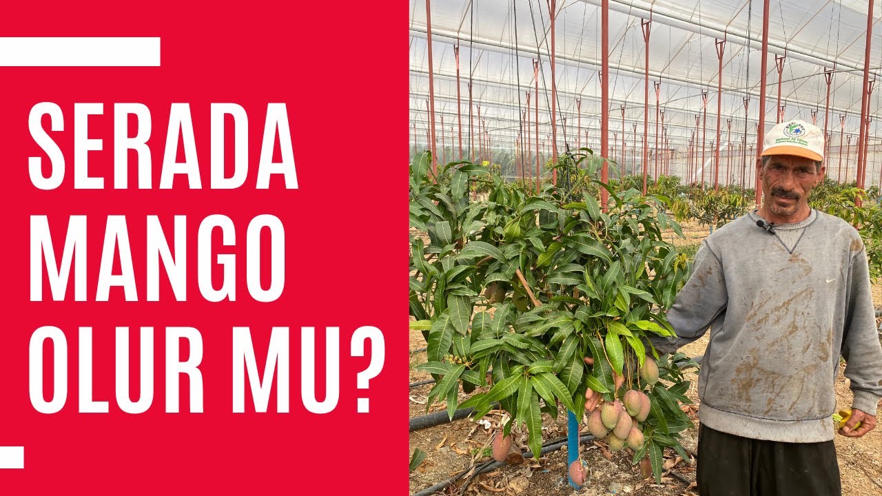 Mango hakkında her şey - Serada Mango nasıl olur?