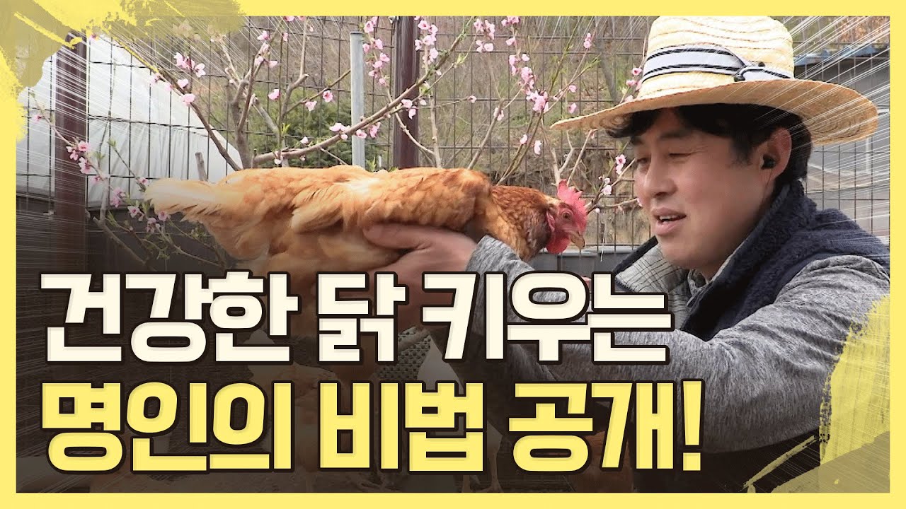 건강한 닭이 건강한 계란을 만든다! 명인의 비법 대공개