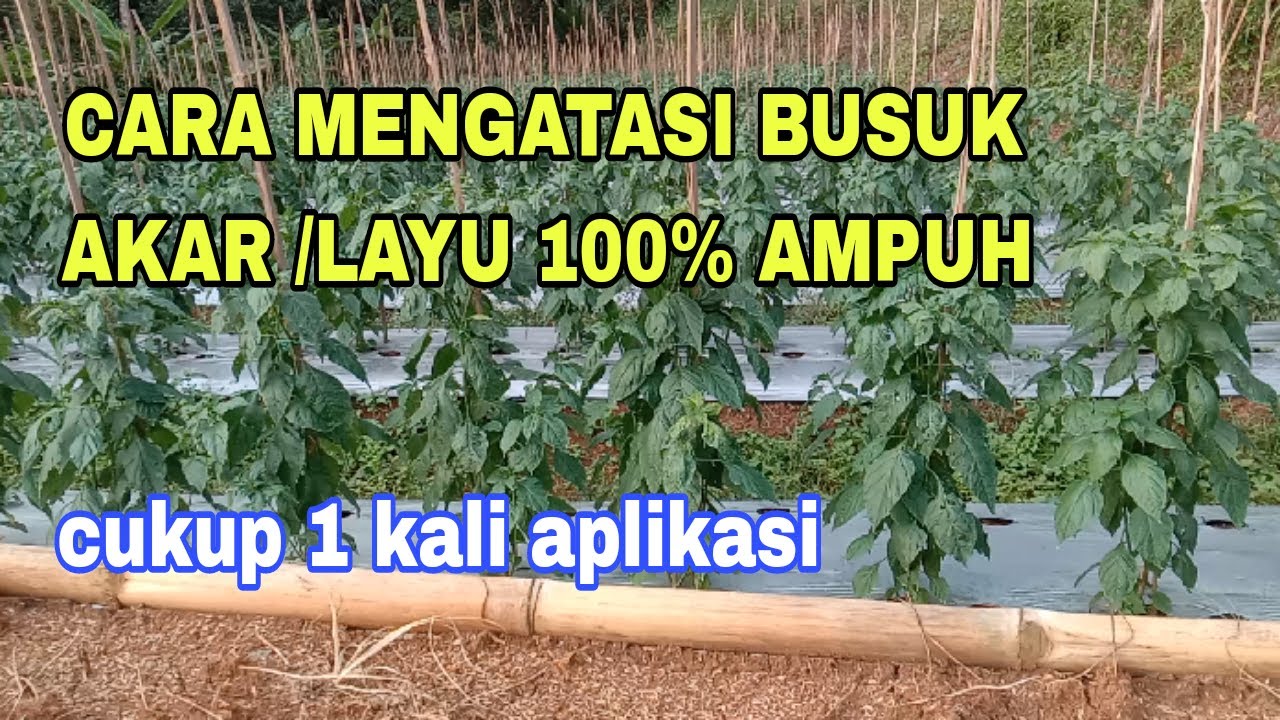 How to overcome bacterial wilt in chili plants II root rot stops completely