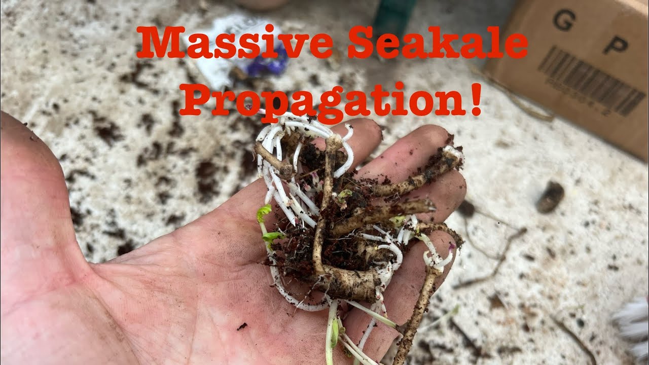 Super Easy Sea Kale Propagation From Root Cuttings! Grow Hundreds of Plants!