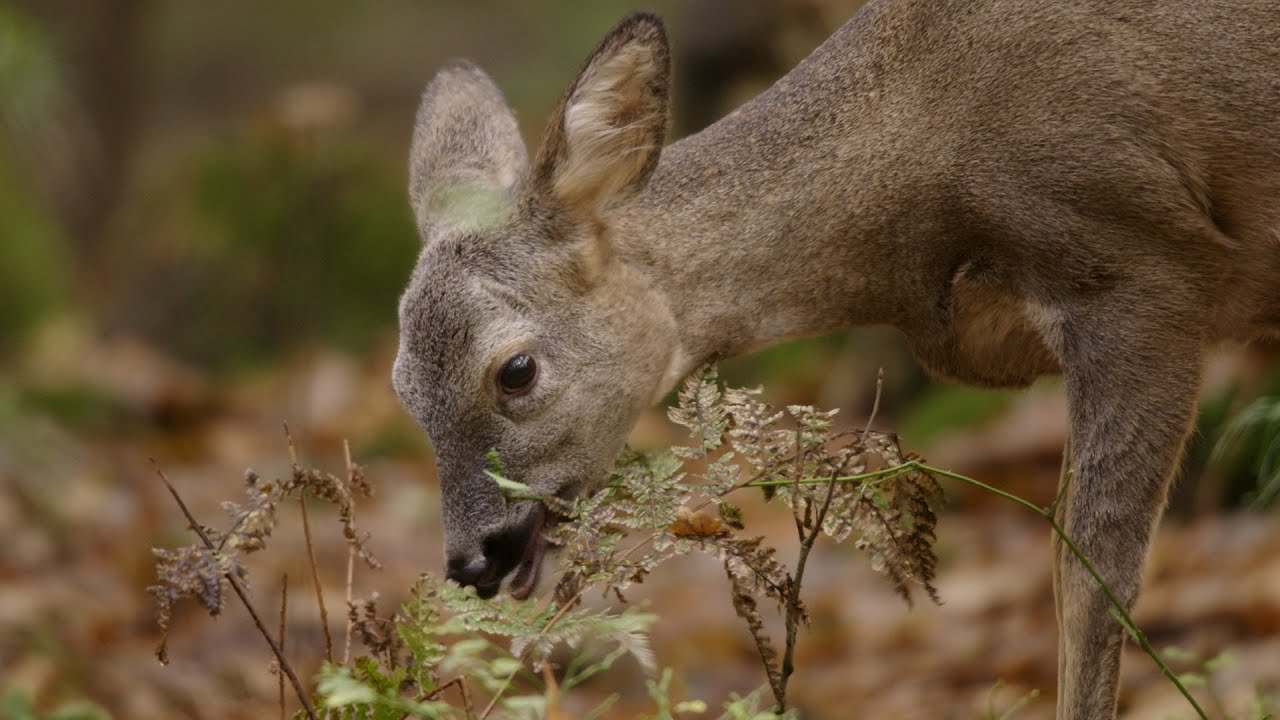 Dieren op landgoed De Dellen